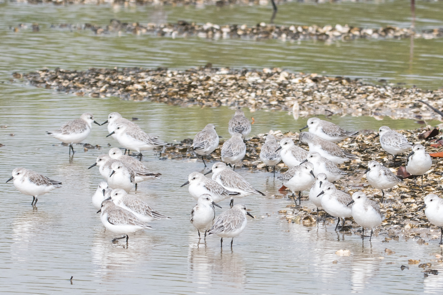 Bécasseaux Sanderling (Sanderling, Calidris Alba), Réserve Naturelle d'Intérêt Communautaire de La Somone. 